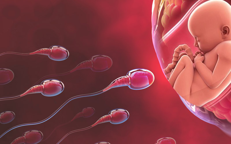 Chất lượng tinh trùng ảnh hưởng như thế nào đến thai nhi?