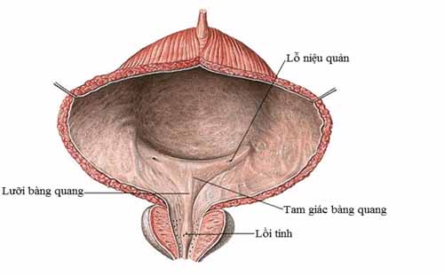 Vị trí bàng quang nằm ở đâu?