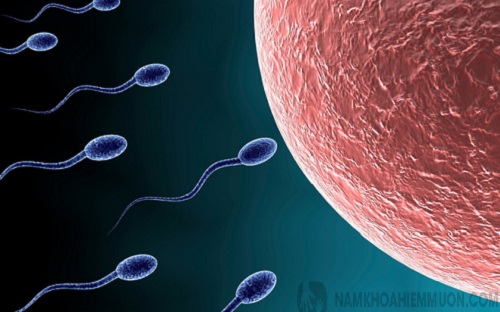Nam giới xuất tinh sớm gây tinh trùng yếu không?
