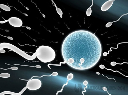 Tinh trùng đóng vai trò quan trọng trong hành trình thụ tinh
