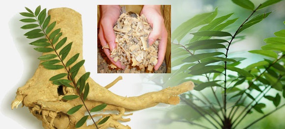 Bài thuốc rễ cây mật nhân chữa bệnh yếu sinh lý nam giới