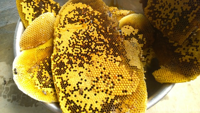 Vị thuốc chữa liệt dương bằng sáp ong