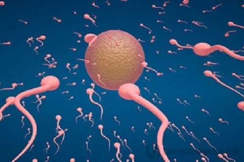 Tinh trùng là yếu tố quan trọng trong hành trình tạo phôi thai