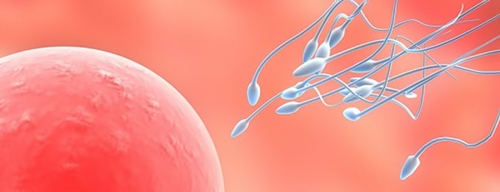 Tinh trùng đóng vai trò lớn trong quá trình thụ thai
