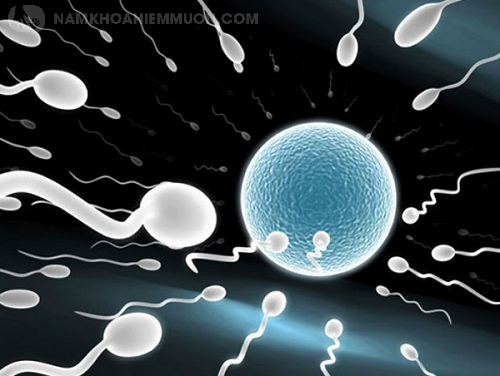 Nam giới tinh trùng yếu có thể thụ thai được hay không?