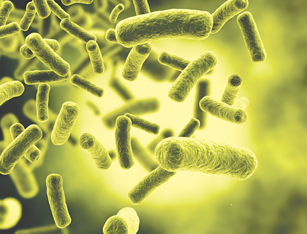Khuẩn E coli là tác nhân chính gây ra viêm bàng quang