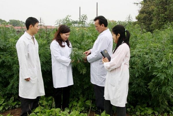 Phát triển vườn trồng dược liệu sạch được Nhà nước khuyến khích